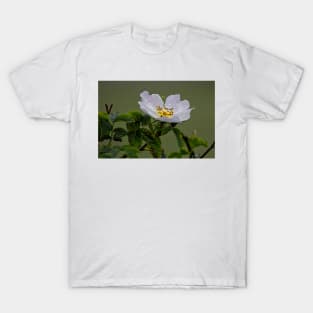 Raindrops on English Dog Rose T-Shirt